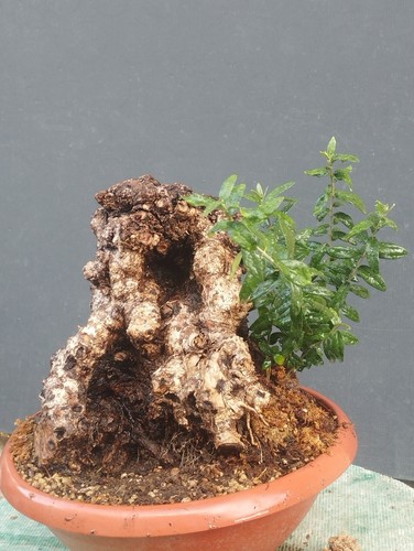 Bonsai olivastro 30x20cm - olivastro,