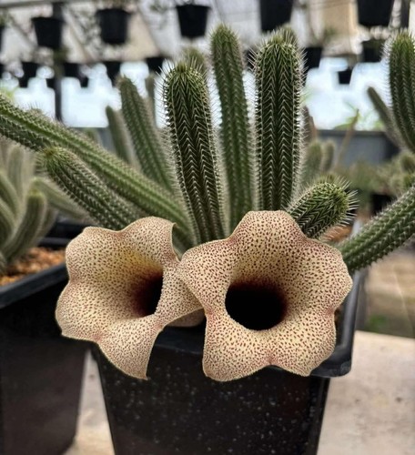 Tavaresia barklyi no - tavaresia,