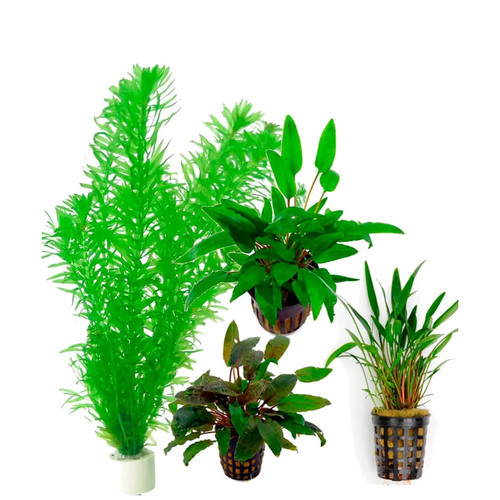 Assortimento piante facili per