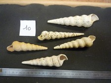 125.02 B - TURRITELLA SULCIFERA - LOT N°10 X 5 - FOSSILE DU BASSIN PARISIEN