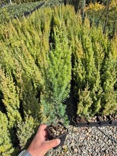 10 Piante di Juniperus