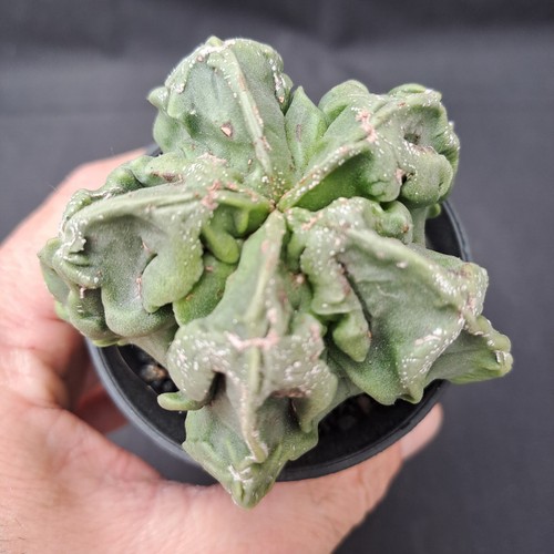 Astrophytum myriostigma - , cv