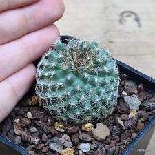 Pediocactus simpsonii pjr561