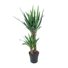 Yucca elephantipes gigante - elephantipes, del