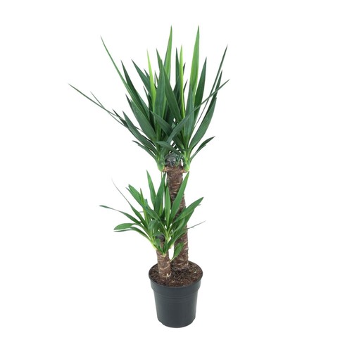 Yucca elephantipes gigante del - yucca,
