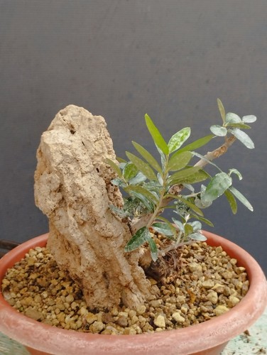 Bonsai olivastro 24x13cm - bonsai, in