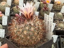 Pediocactus simponii - , gh