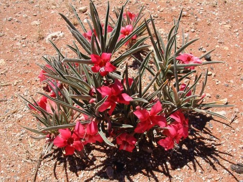 Adenium oleifolium 5 semi - adenium,