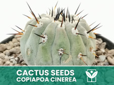 Copiapoa Cinerea – 10 Semi