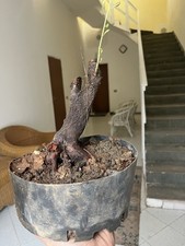 Mandorlo bonsai yamadori - bonsai,, di