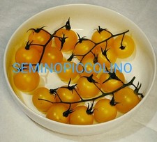 25 Semi Pomodoro Ciliegino