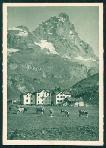 Aosta monte cervino mucche - aosta, fg