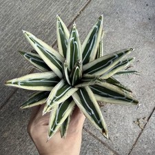 Vendita 20 cm rara pianta