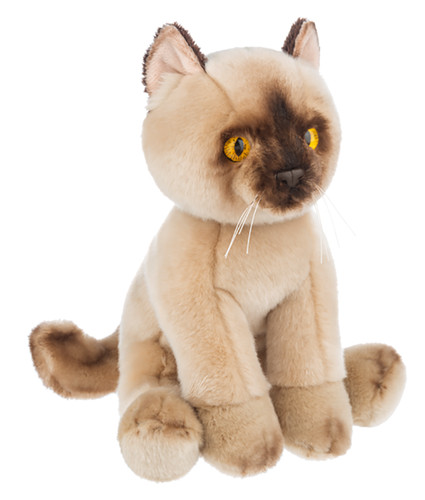 Heritage gatto birmano - gatto, 12