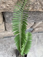 Encephalartos Caffer