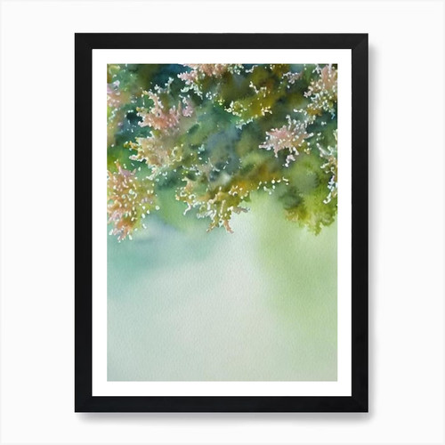 Quadro acropora tenella - quadro, ii