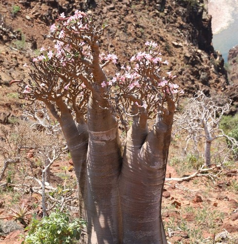 Adenium obesum 20cm - obesum, 10-20cm