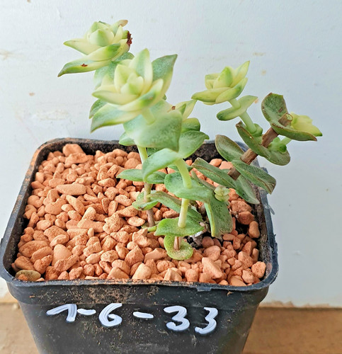Crassula perforata variegata
