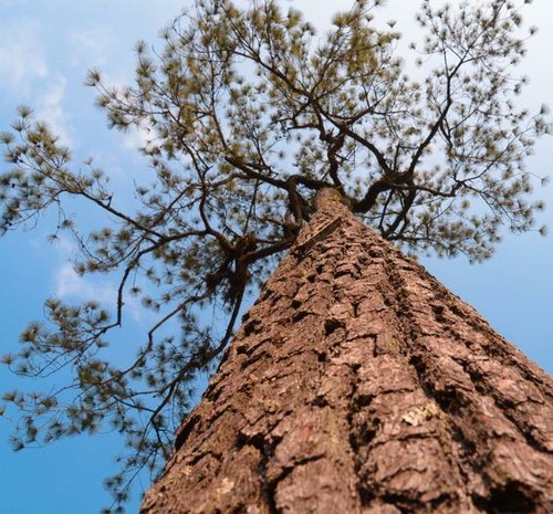 Pinus kesiya - pinus,