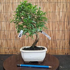 Bonsai di Melograno h 35cm