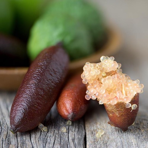 Citrus limon finger lime - citrus, 'finger