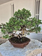 Bonsai di juniperus chinensis