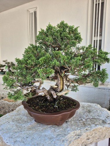 Bonsai juniperus chinensis - bonsai,