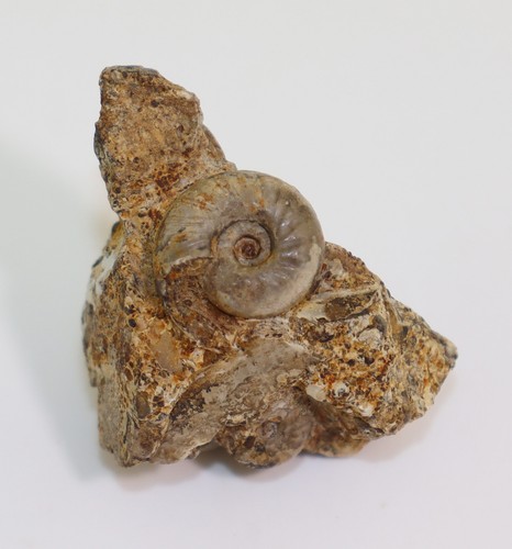 Ammonite juvenites trias - juvenites,,