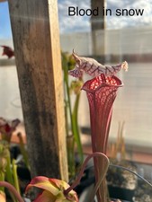Sarracenia Blood In The Snow