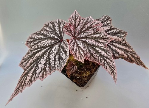Begonia pink minx - pink,