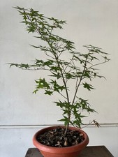 ACERO PALMATO GIAPPONESE DESHOJO NO INNESTO CIOTOLA 25CM ALTEZZA 60