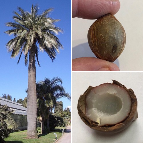 Rarità mini palma cocco - da,