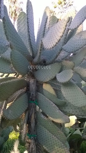 Semi consolea - di, "consolea