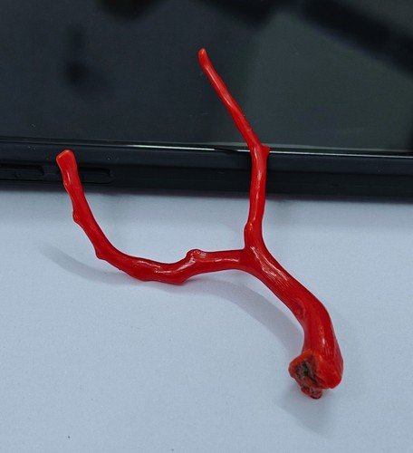 Corallo rosso italiano