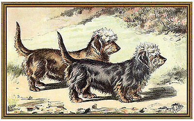 Dandie dinmont terrier - dandie-dinmont,