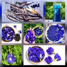 Semi di Erba Farfalla Blu 200/50 Clitoria Ternatea Butterfly pea Seeds