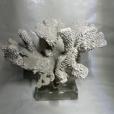 Corallo bianco con base in