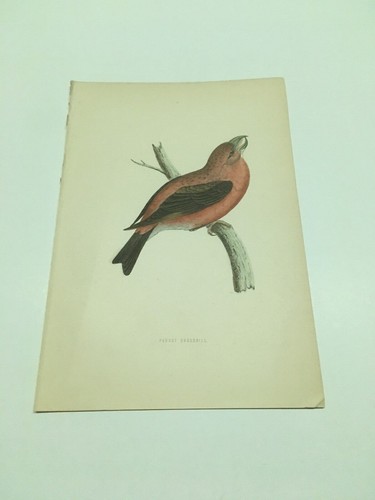 Stampe antiche uccelli rev - antiche,