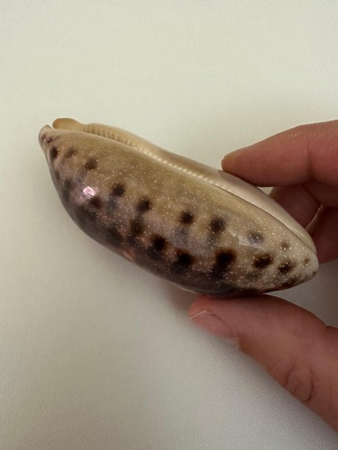 Cypraea testudinaria - cypraea,