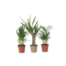 3 Miscela di palma piccola Mini Indoor Palm Mix 25cm Palma da interno