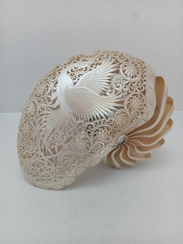 Conchiglia nautilus intagliata - conchiglia,
