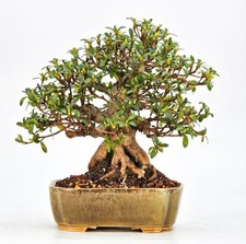 Bonsai di Azalea Rododendro