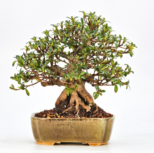 Bonsai azalea rododendro - bonsai,