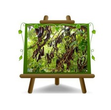 Carrubo Ceratonia Siliqua