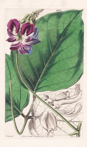 Canavalia ensiformis jamaica - ensiformis,