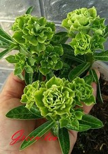 NUOVO! Adenium Obesum Desert