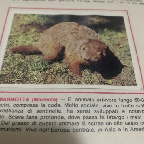 Figurina animali ed - n.65,