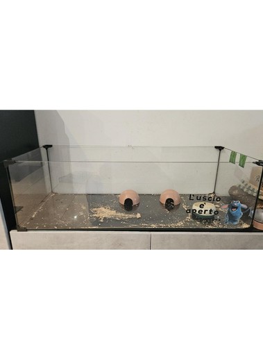 Terrario per rettili - terrario,