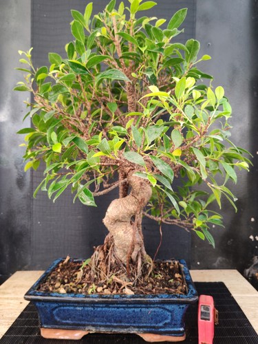 Bonsai ficus retusa h - , 60