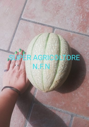 Semi melone retato ottimi - 50,